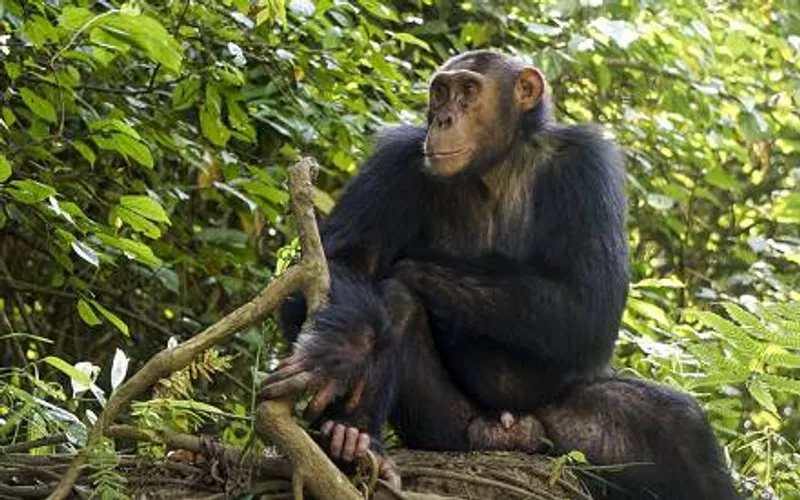 7 Day Camping Primate Tour in Uganda