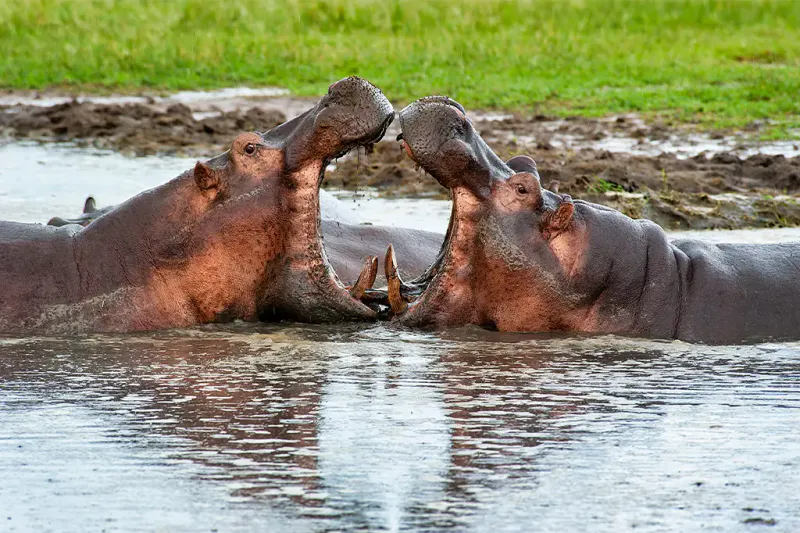 7 Days Wild At Heart In Southern Tanzania