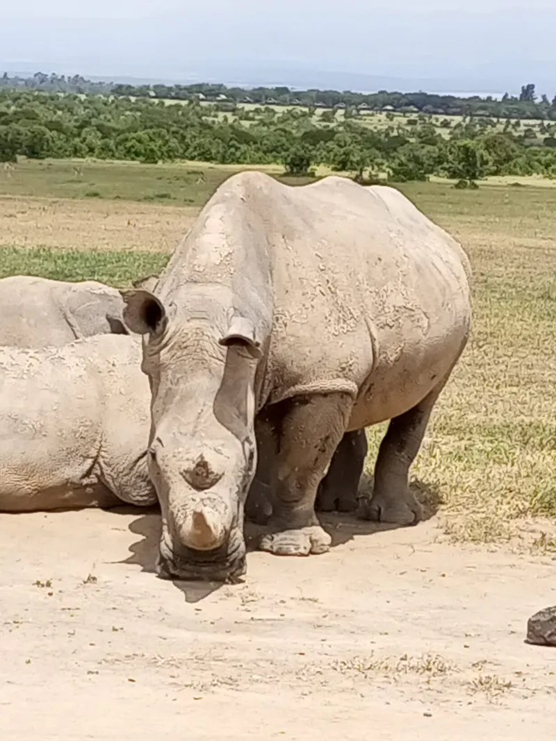 7- Days Masai Mara, Lake Nakuru, Lake Naivasha & Amboseli 4X4 Jeep Safari