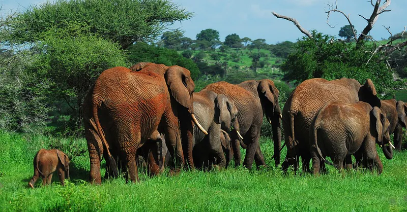 1-Day Tarangire Day Trip Group Tour