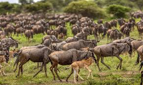 10-Day Luxury Wildlife Safari in Northern Tanzania Park and Zanzibar Island.