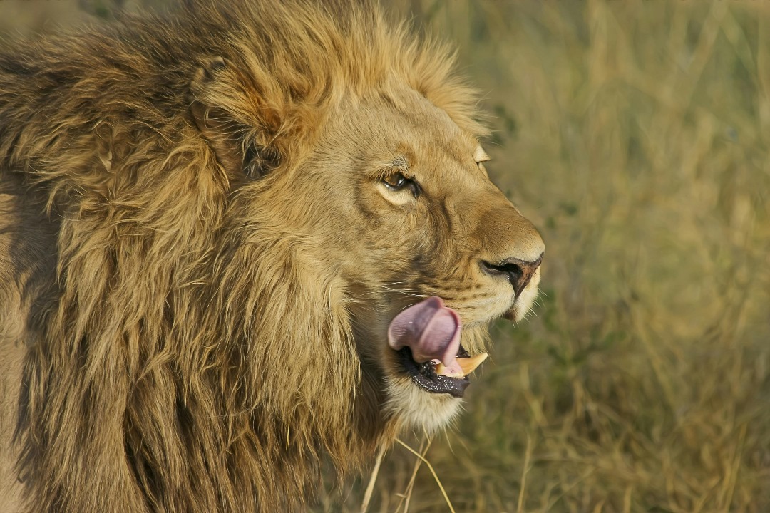 3-Day Private Midrange Serengeti & Ngorongoro Fly-in