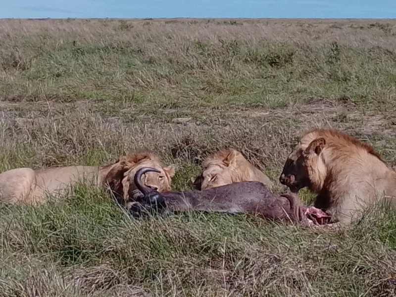 7 DAYS KENYA LODGE SAFARI - 2 ENTRIES IN MASAI MARA