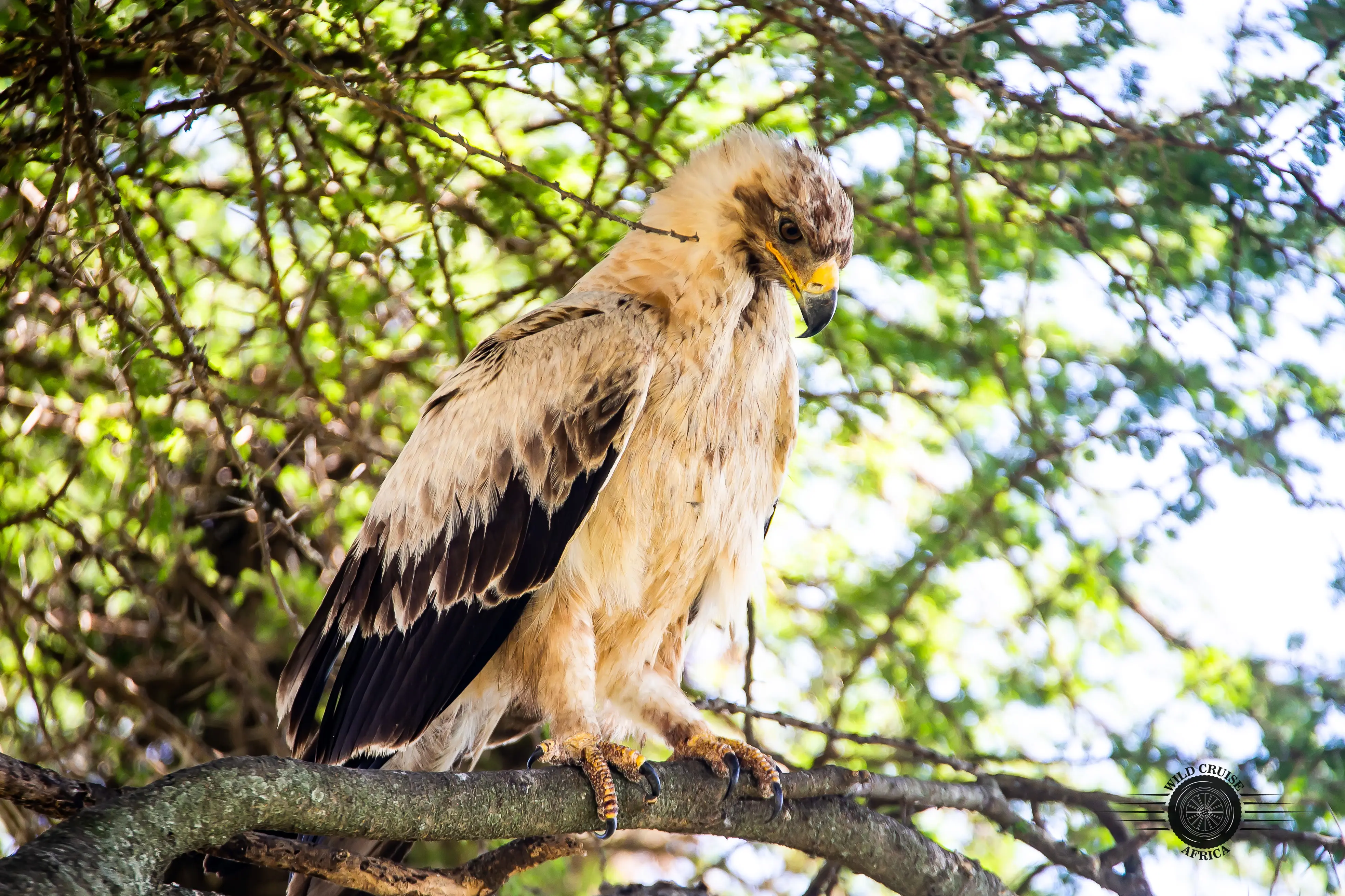 4-Day Arusha, Tarangire, Ngorongoro & Manyara-Mid-Range