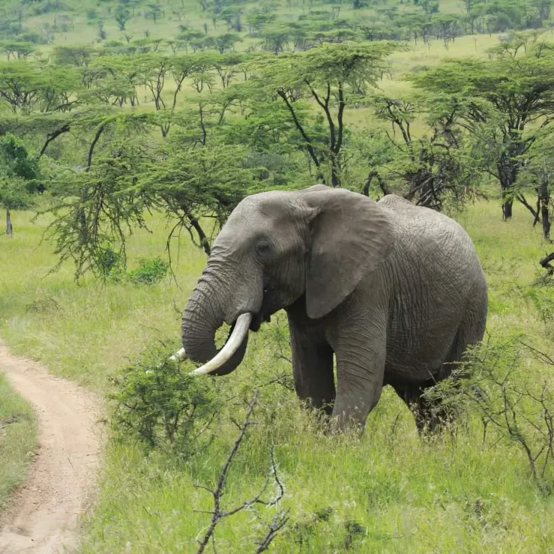 Day Trip Tarangire National Park.