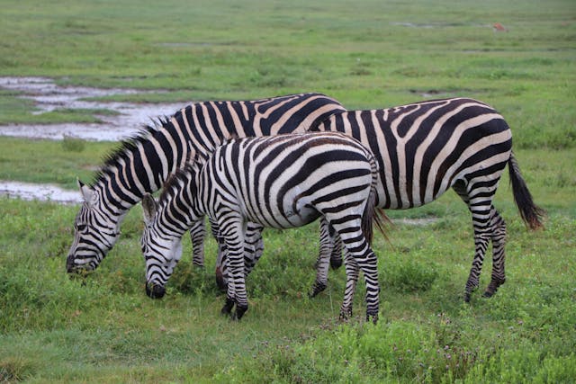 4-Day Magic Experience Safari Mix Lodge & Camp