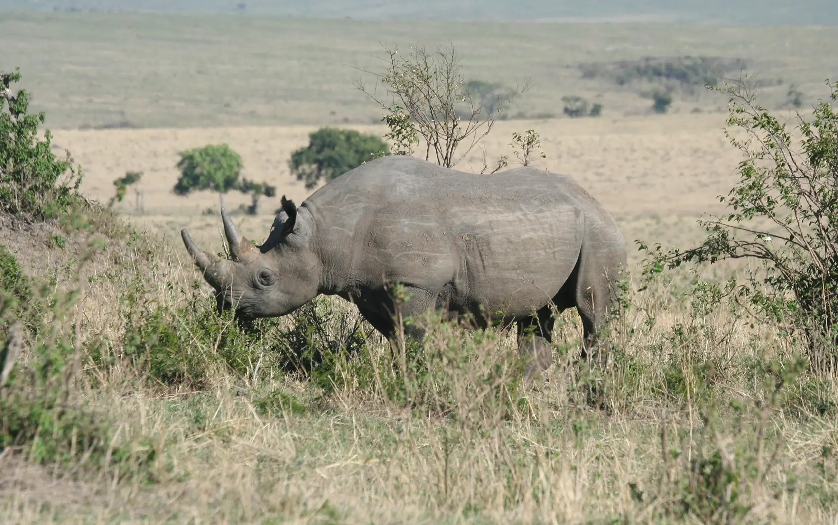 Kenya’s Northern Treasures: 4 Days Samburu & Ol Pejeta Safari