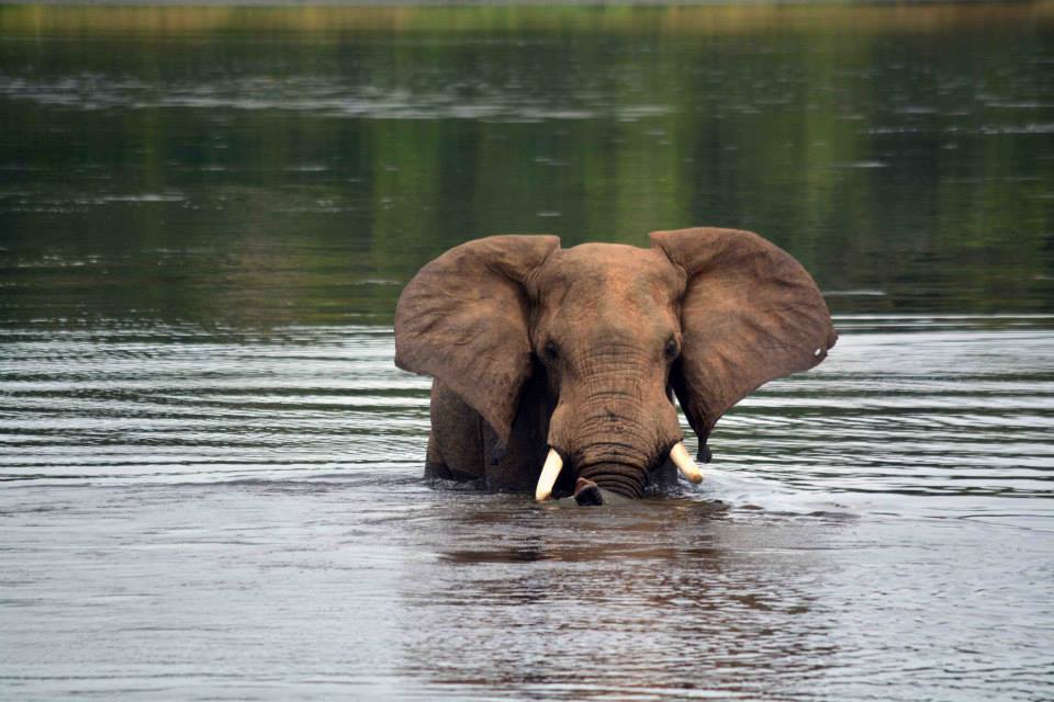8-Day Migration Safari