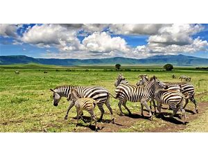 6-Day Northern Circuit National parks Safari.