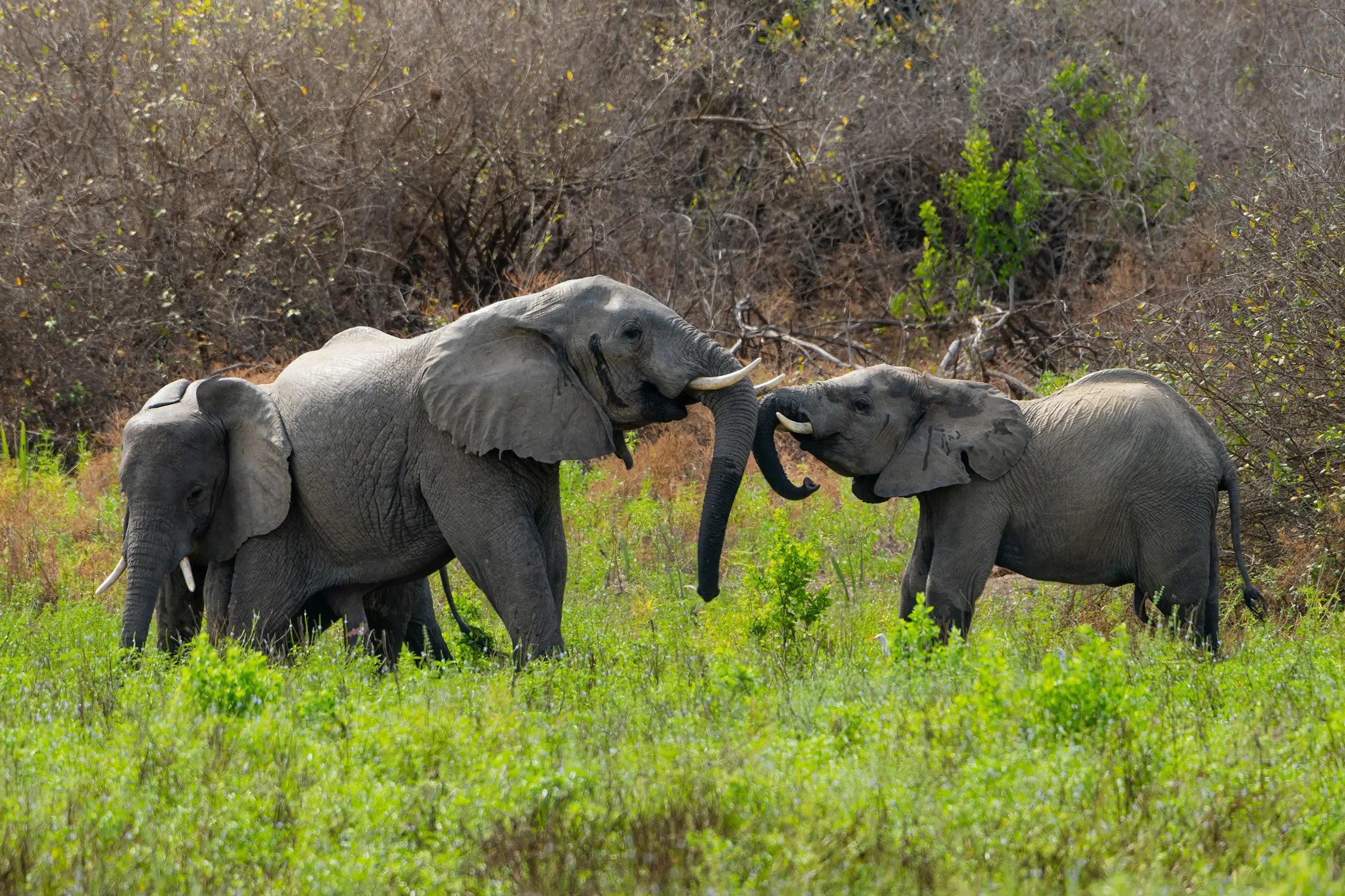 5-Day Luxury Honeymoon Safari from Zanzibar – Serengeti & Ngorongoro