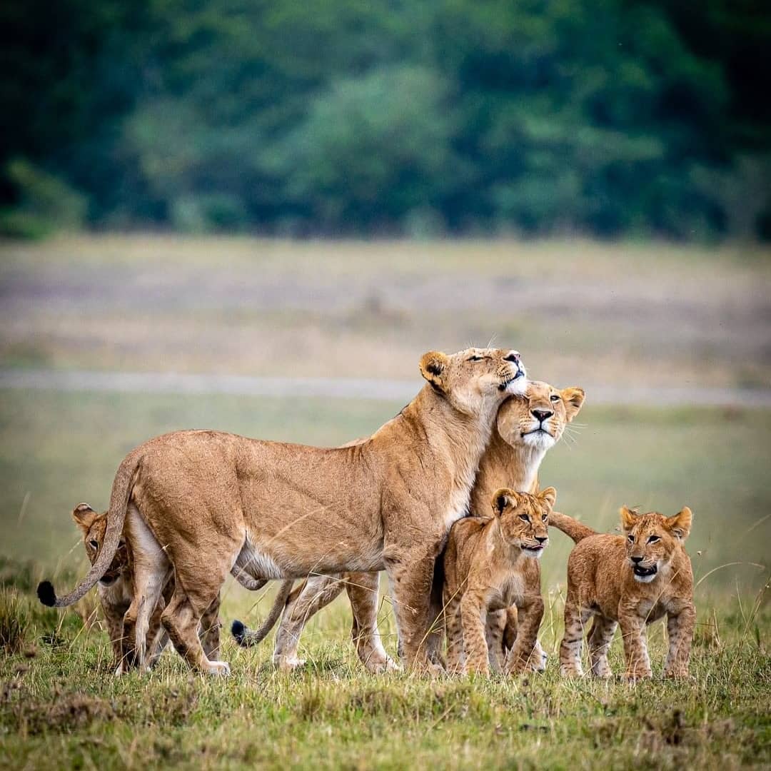 2-Day Masai Mara and Lake Naivasha Joining Safari - Achillies Safaris - Safarigo