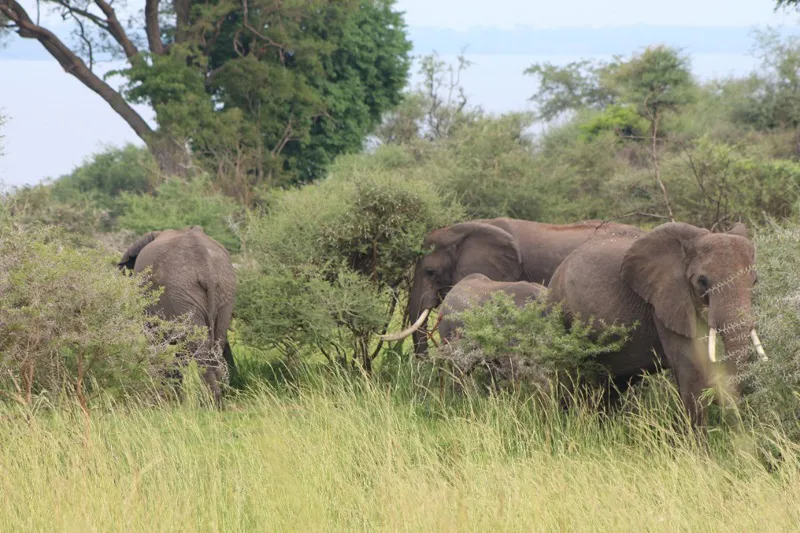 14-Day Breathtaking Kenyan and Tanzanian Safari