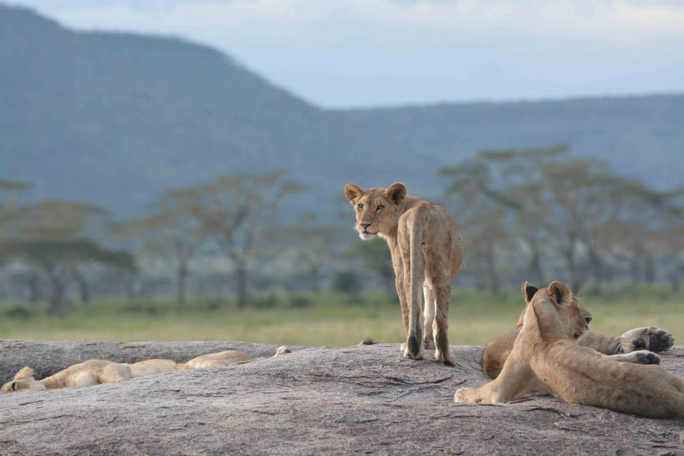 10-Day Migration & Zanzibar Escape