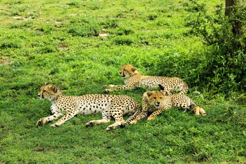 8-Day The Ultimate Safari: Explore the Great Migration