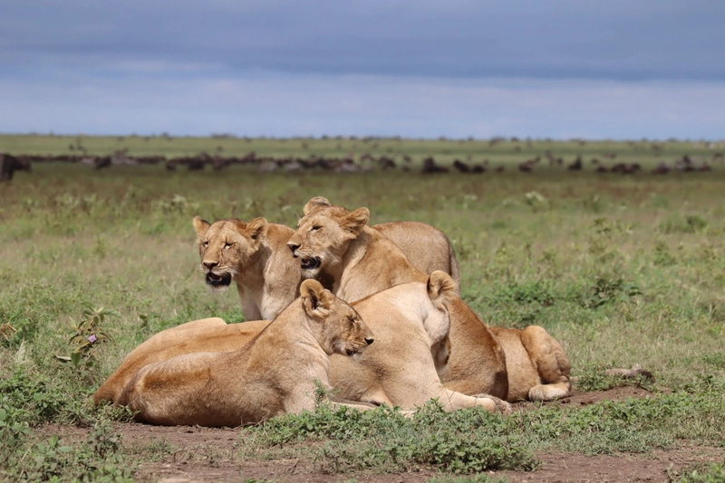 01-Day Ngorongoro Crater Safari