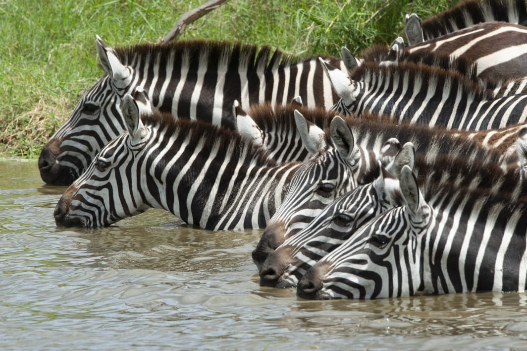 8-Day Serengeti Great Wildebeest Migration Safari