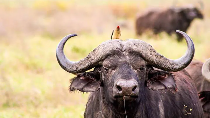4-Day Maasai Mara and Great Rift Valley Lake Safari
