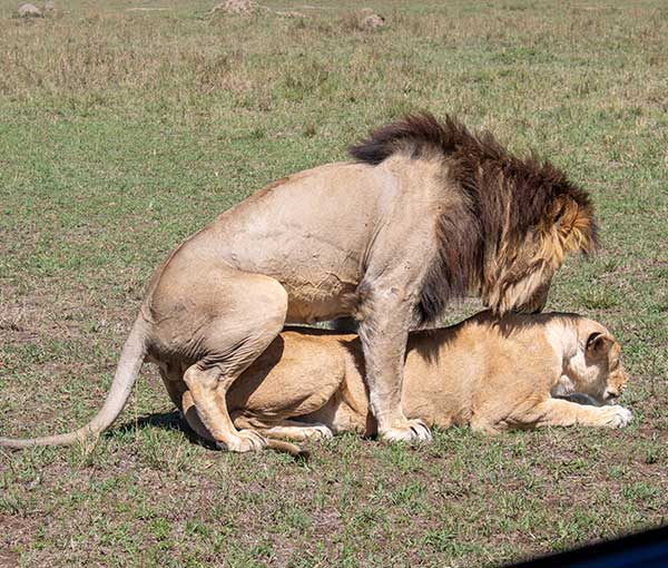4-Day Lake Naivasha & Masai Mara Wildlife Safari