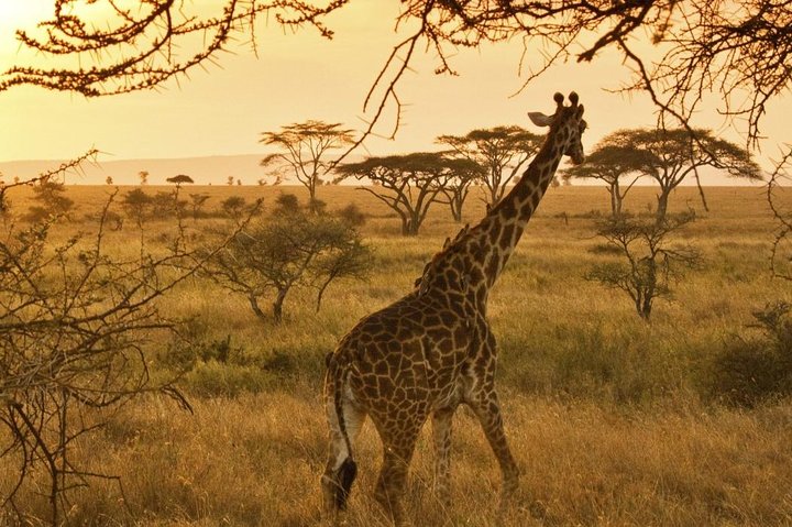 5 DAYS SAFARI TANZANIA