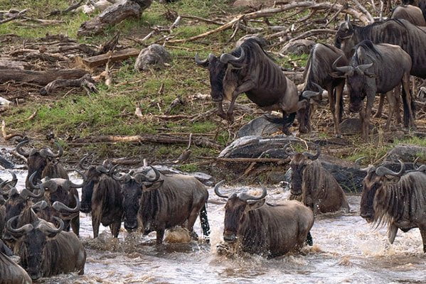 5-Day Mid range Tanzania Safari