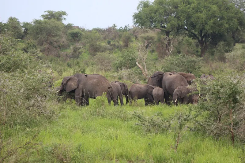 12-Day Kenya and Tanzania safari