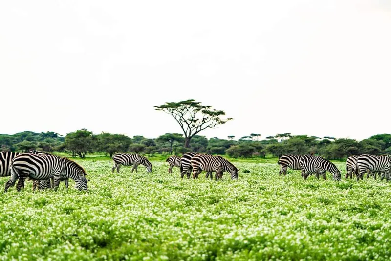 6 Days 5 nights migration safari, Tarangire, Serengeti, Ndutu and Ngorongoro crater(Special program for December to March)