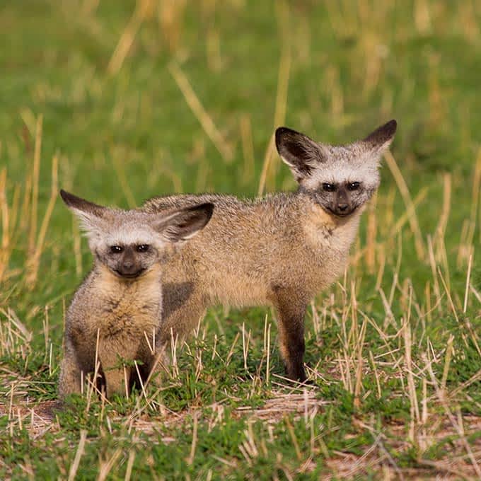 4-Day Tanzanian Safari and Stay in a Maasai Village