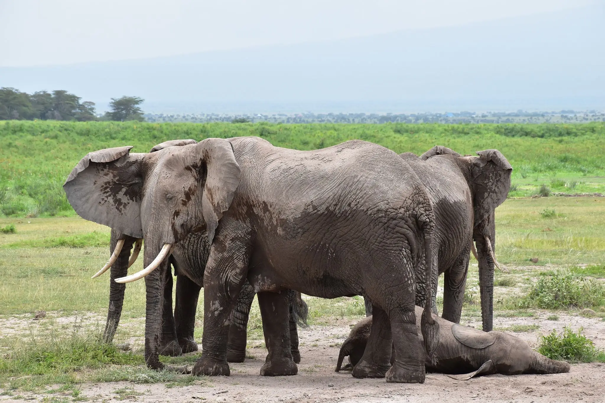 7-Day Amboseli, Naivasha, Nakuru and Masai Mara Luxury Safari