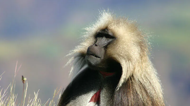 Trekking to the Highest peak in Ethiopia
