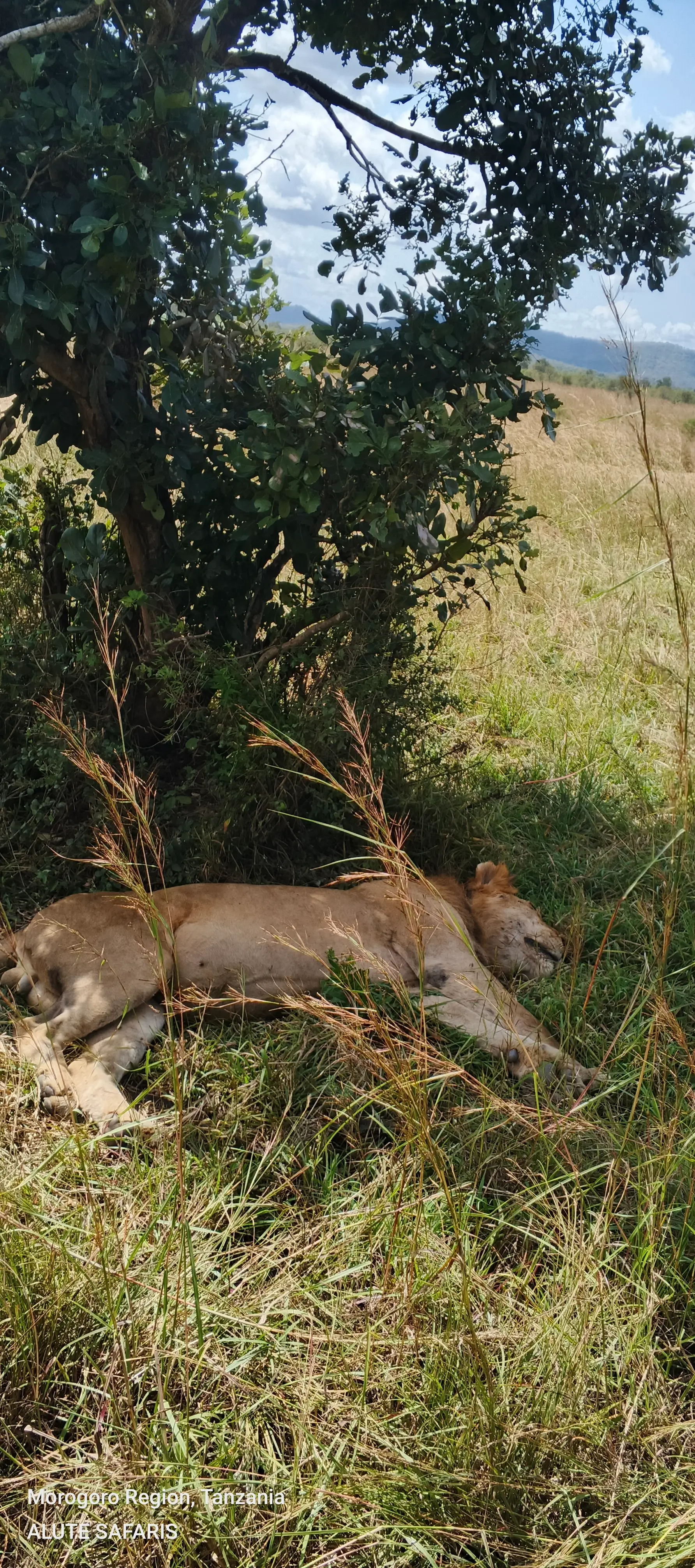 4 Day Mikumi & Udzungwa Wildlife & Mountain Adventure