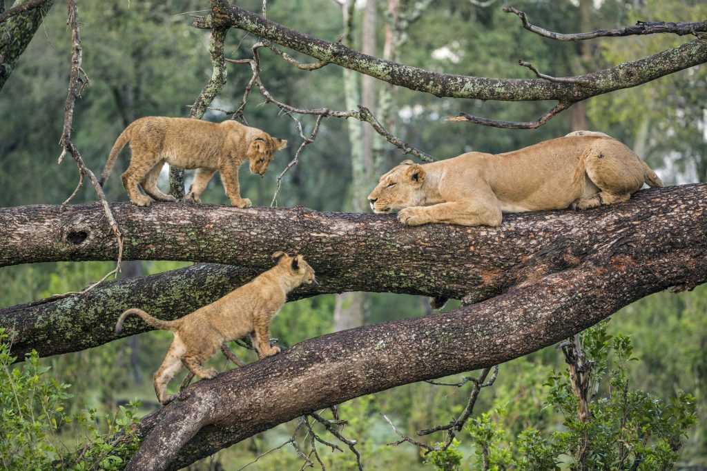 6 Day Mid-Range Manyara,Serengeti,Ngorongoro Crater & Tarangire
