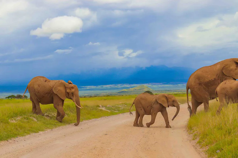 4- Days Masai Mara and LaKe Naivasha Jeep Trek Safari