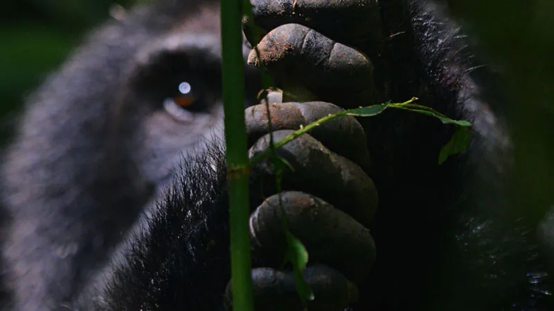 4-Day Luxury Gorilla Trekking Safari
