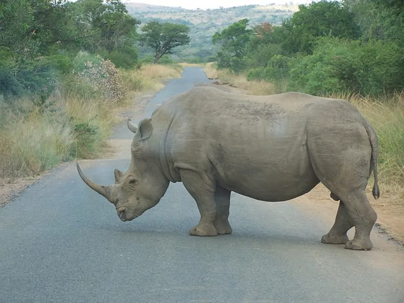 1 Day Ziwa Rhino Trekking Experiences