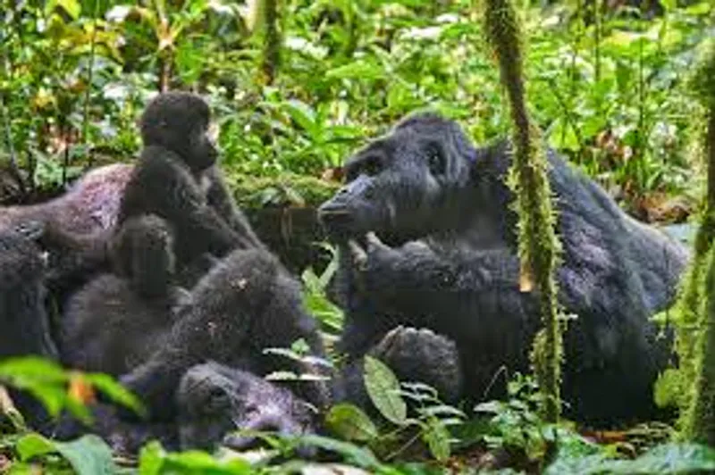 3-Day Climax Gorilla Trekking and Batwa safari