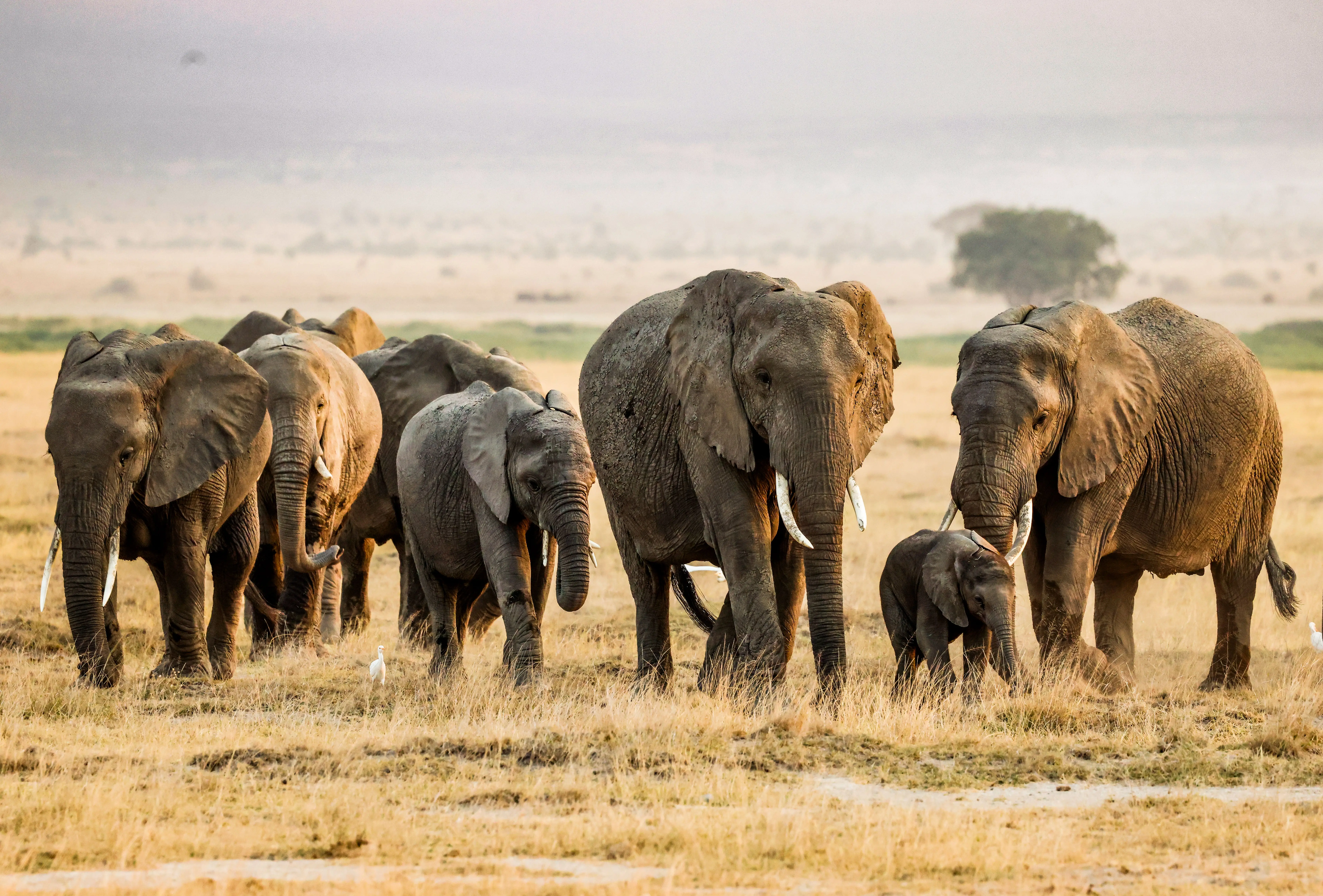 7 Days Fast Track Migration Plus Serengeti Safari Experience