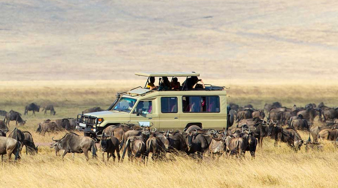 5 Days Exclusive Big Five Luxury Safari to Tanzania - Genius Kilimanjaro Climbing - Safarigo