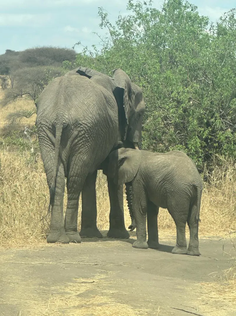 5-Day Midrange Private Safari: Tarangire, Lake Manyara, Serengeti & Ngorongoro Crater