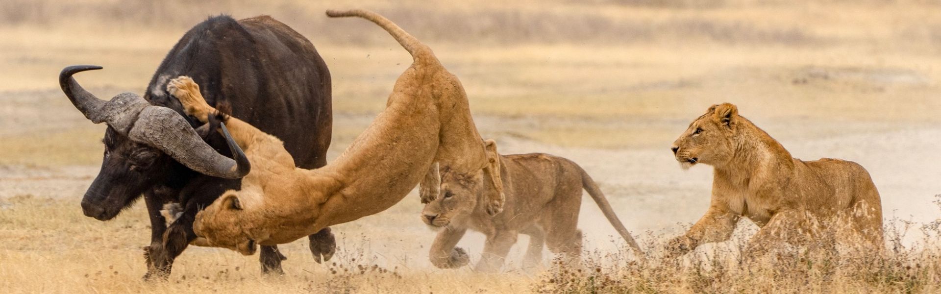 7-Day: Serengeti, Ngorongoro and Zanzibar