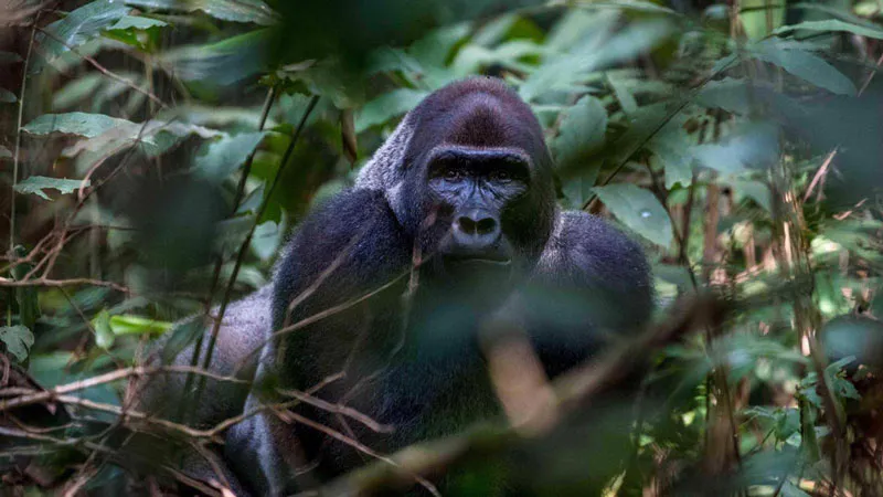 12-Day Rwanda and Uganda wildlife expedition