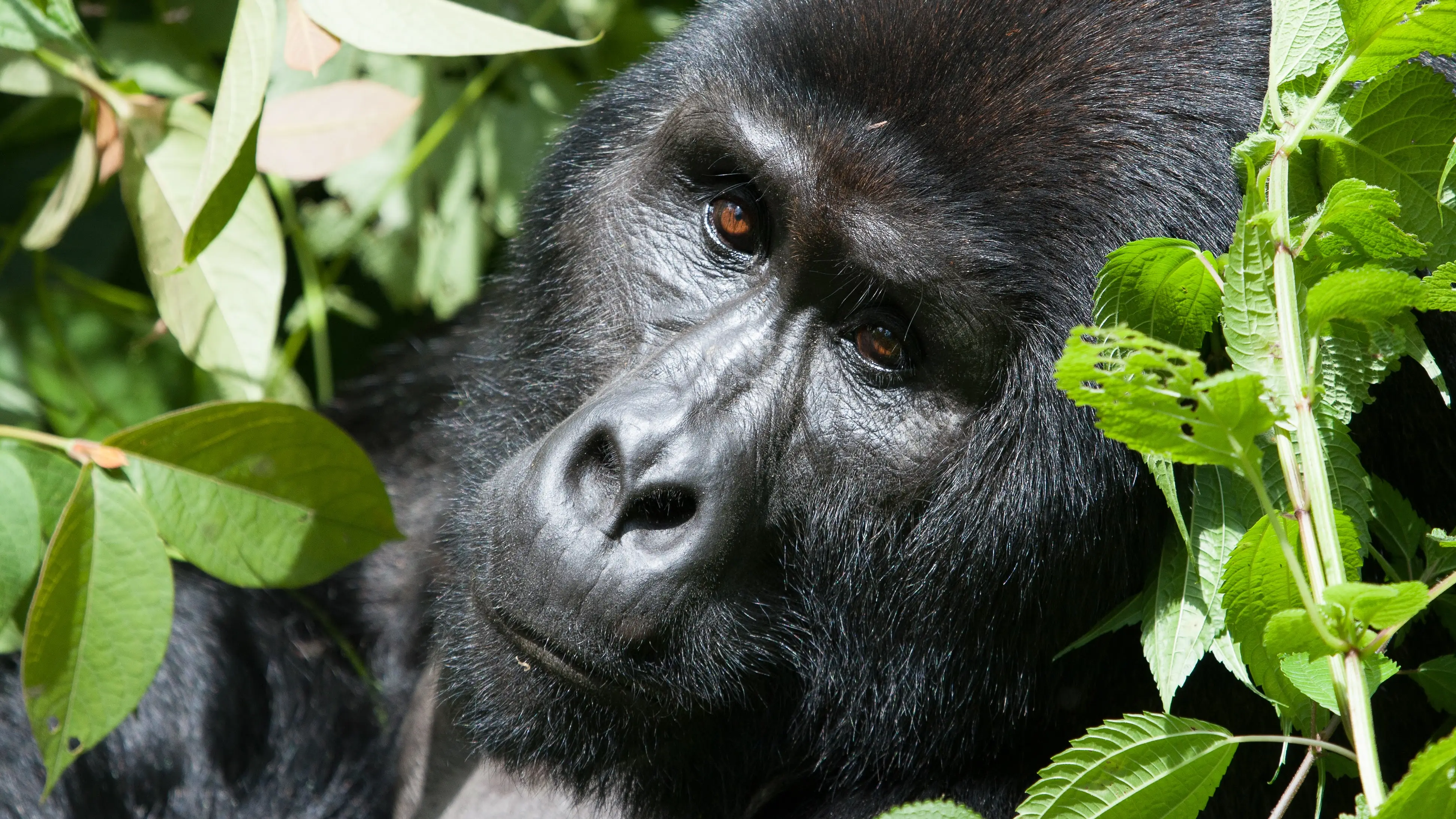 13-DAY UGANDA GRAND DISCOVERY SAFARI