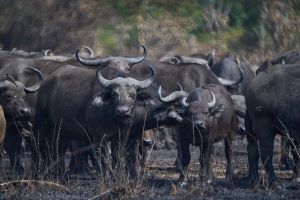 6- Day Budget Northern circuit Safari.