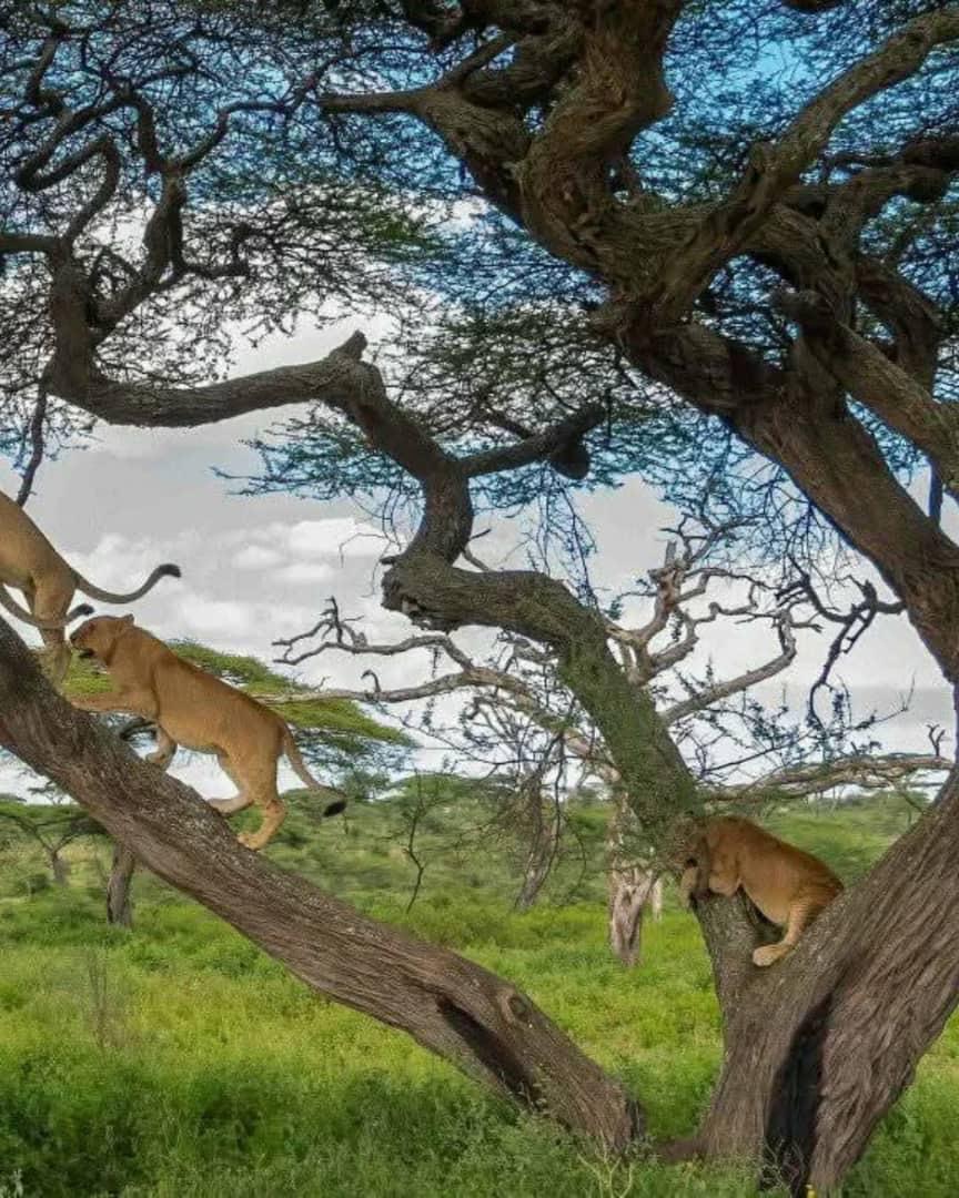 4 Days Serengeti Safari