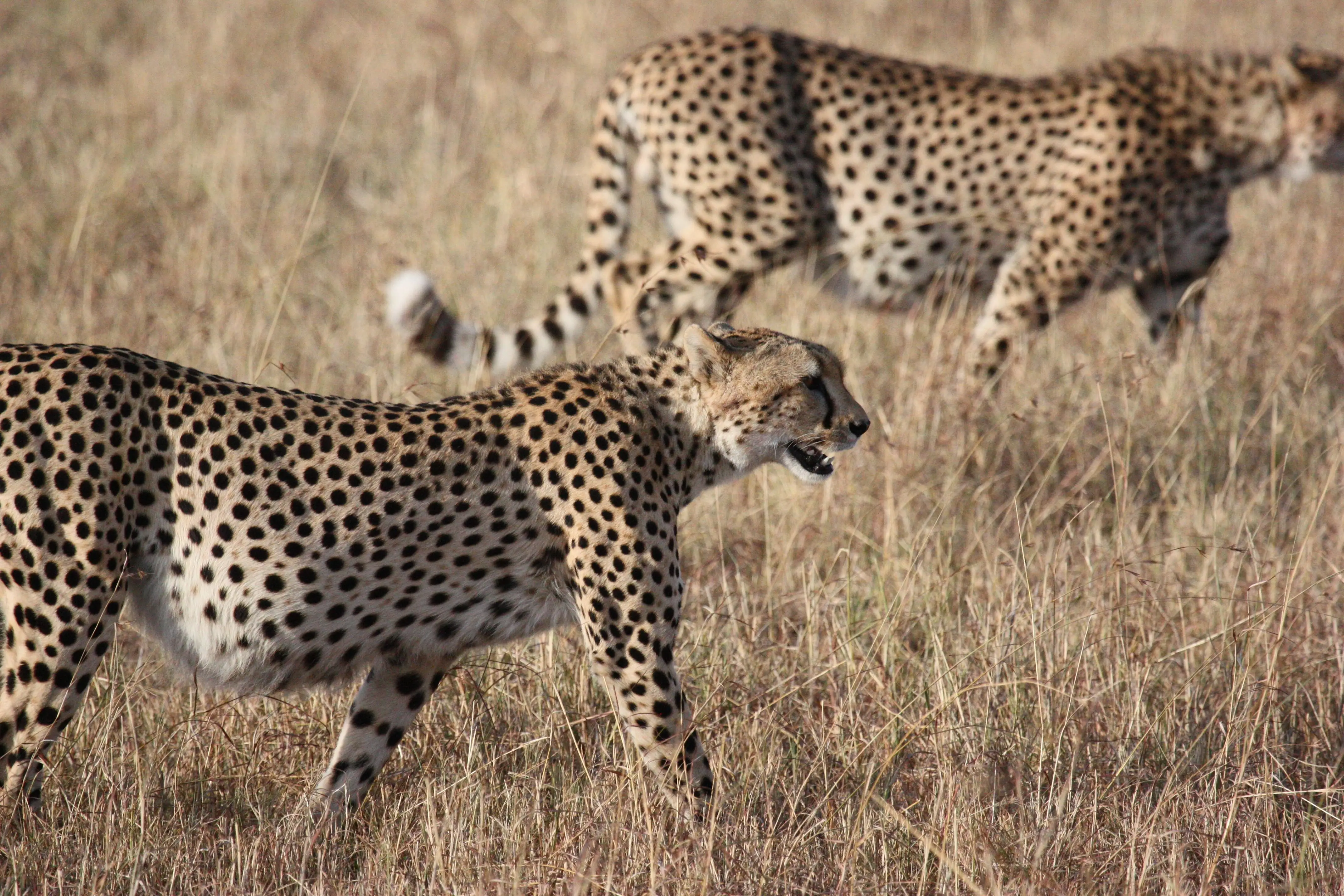 7 Days Extended Migration Explorer Tanzania Safari Experience