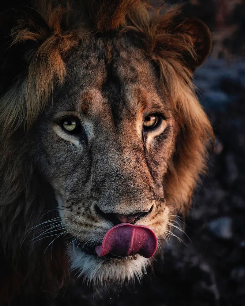5 Tage – Nyerere-Nationalpark (Selous-Wildreservat) und Kilwa (historisches Swahili-Handelszentrum)