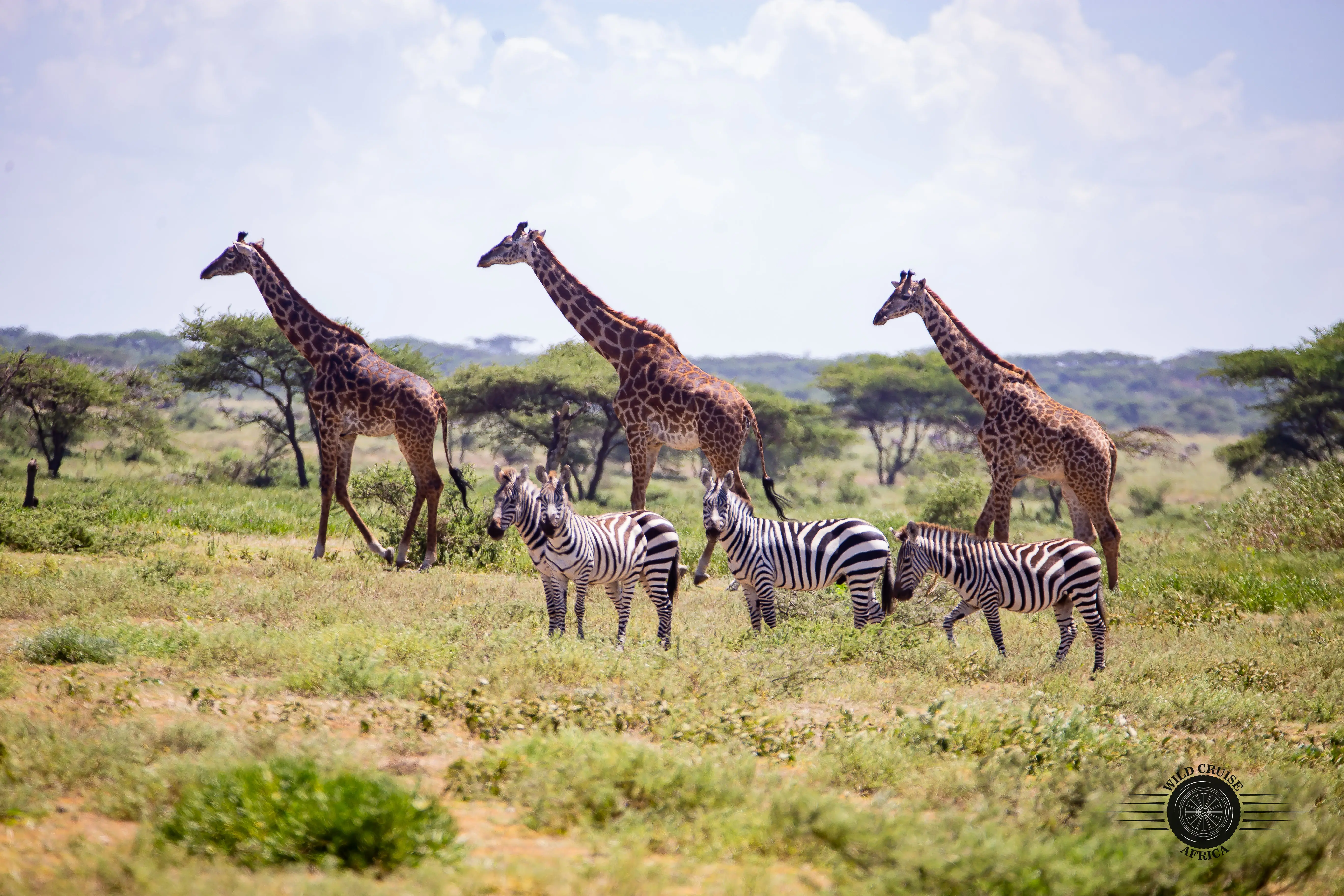 15天坦桑尼亚和肯尼亚野生动物探险safari游