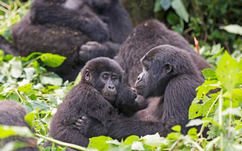 5 Day Bwindi Gorilla Experience