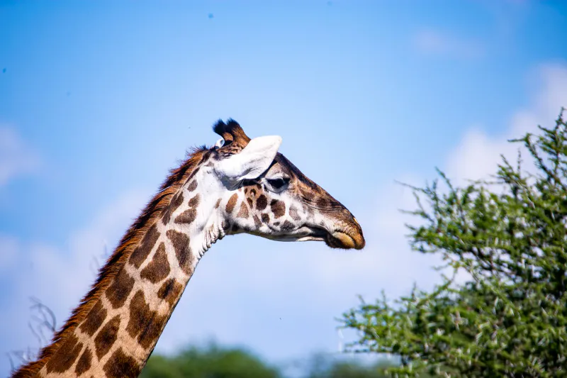 7 Day Fly in Safari & Culture Experience - Midrange
