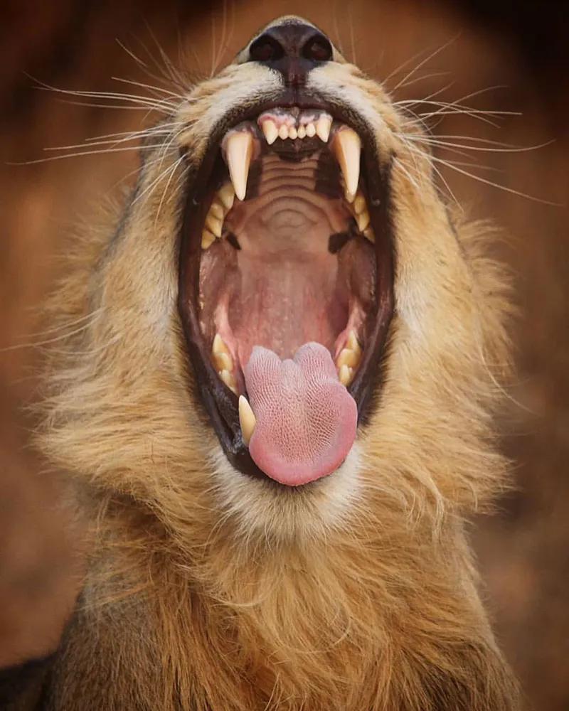 Day Trip - Ruaha National Park (Wildlife Haven) from Iringa