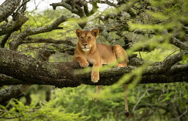 3-Day Lake Manyara, Ngorongoro & Tarangire Budget Tour